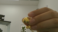 Aretes Omega Fancy heart 10k Weight 4.29g