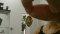 Dijes Fancy animals lion 14k Weight 0.87g